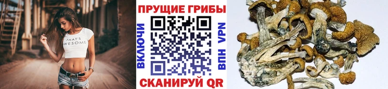 MEGA ссылка  Лесосибирск  Галлюциногенные грибы Psilocybine cubensis  сколько стоит 